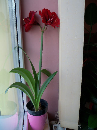 11.04.2013 - AMARYLLIS Hippeastrum