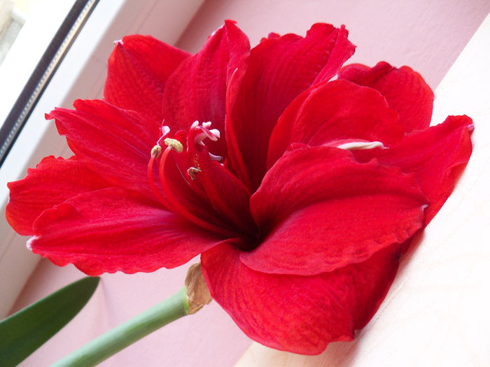 101_7405 - AMARYLLIS Hippeastrum