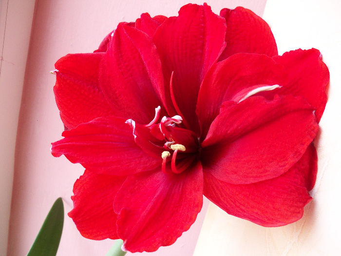 101_7404 - AMARYLLIS Hippeastrum