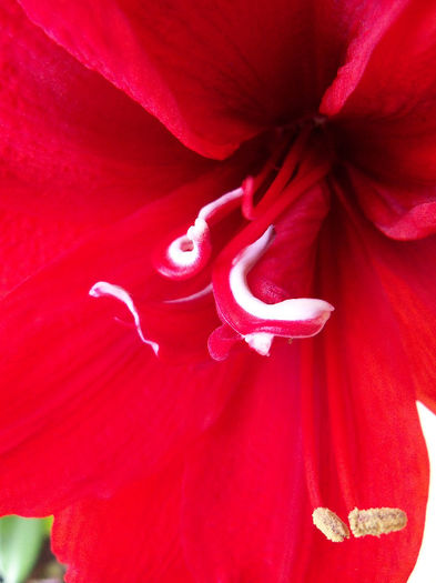 101_7403 - AMARYLLIS Hippeastrum