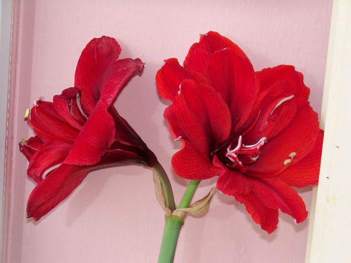 101_7397 - AMARYLLIS Hippeastrum