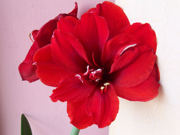 101_7401 - AMARYLLIS Hippeastrum