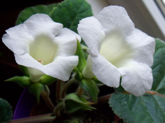 101_7380 - GLOXINIA 2012 SI 2013