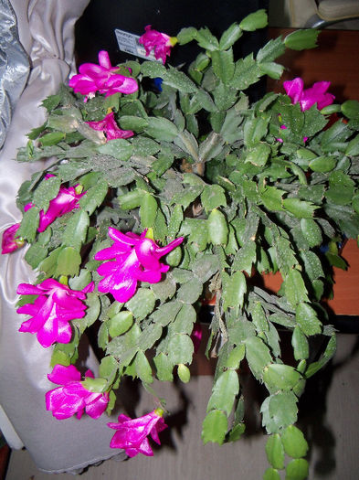 11.04.2013 - SCHLUMBERGERA TRUNCATA