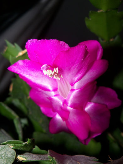 101_7391 - SCHLUMBERGERA TRUNCATA