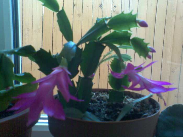 Imag006 - Craciunita_schlumbergera