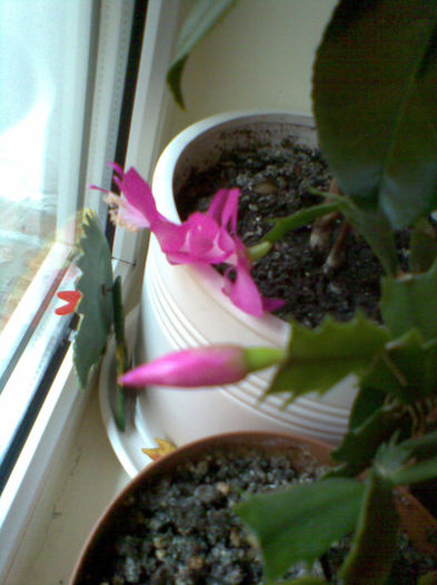 Imag051 - Craciunita_schlumbergera