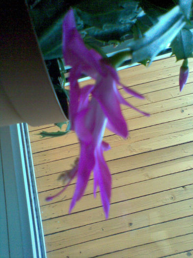 Imag054 - Craciunita_schlumbergera