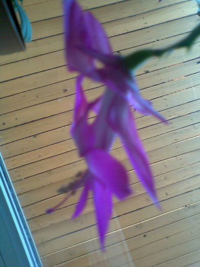 Imag056 - Craciunita_schlumbergera