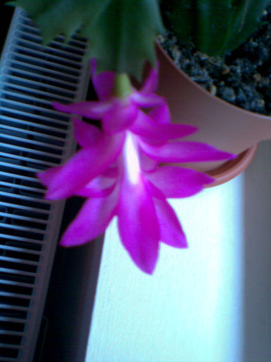 Imag058 - Craciunita_schlumbergera