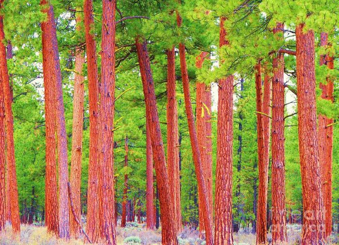 ponderosa pine