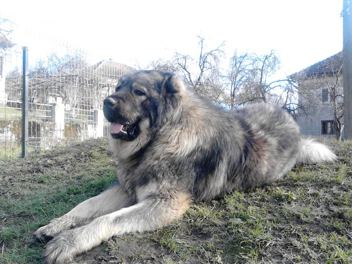 caucazian Dixii; Varsta: 1an si 8 luni   Greutatea: 74kg.  Inaltime la greaban: 75cm.
