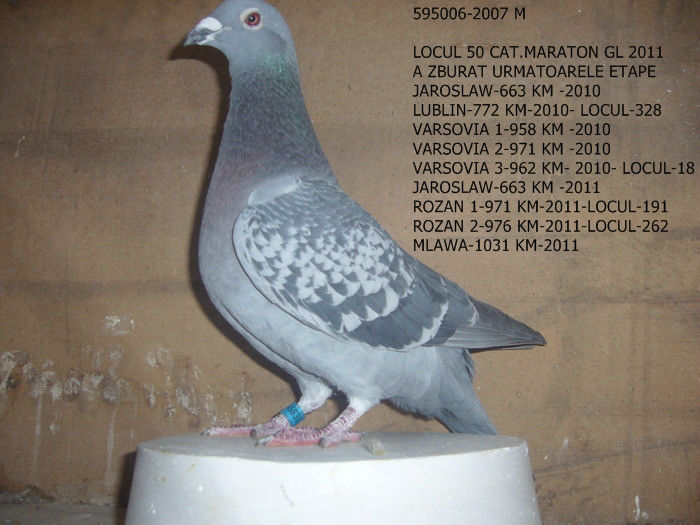 345830-2008-F-norma cat. Maraton