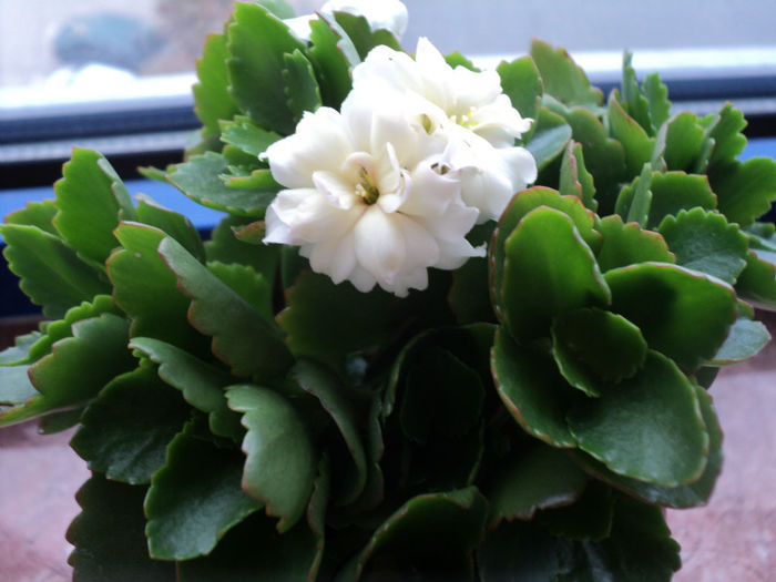 12 aprilie - KALANCHOE - 2013