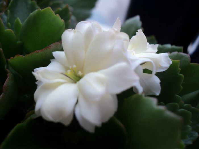 DSC04891 - KALANCHOE - 2013