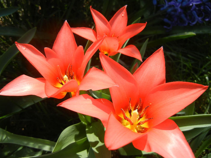 Tulipa Toronto (2013, April 11)