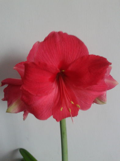 2013-04-12 10.25.33 - Hippeastrum 2013