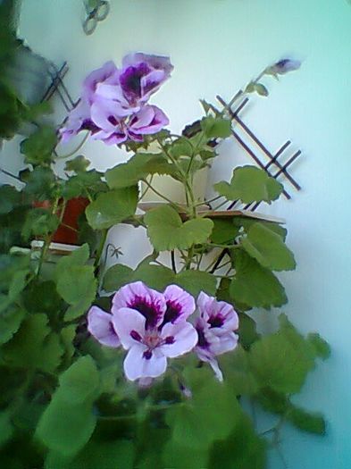 Fotogr.0355 - Pelargonium