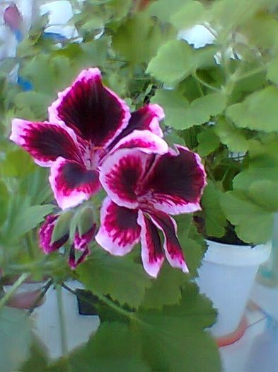 Fotogr.0356 - Pelargonium