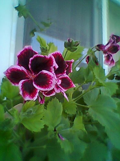 Fotogr.0357 - Pelargonium