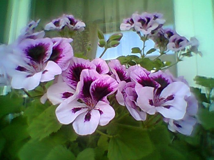 Fotogr.0361 - Pelargonium