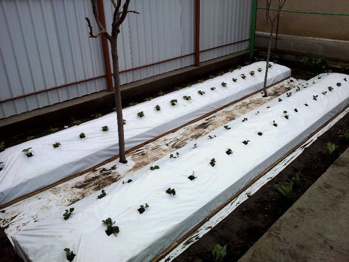 Elianny si Albion; Elianny stanga si Albion dreapta
