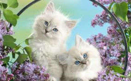 kittens - pisicute si catelusi