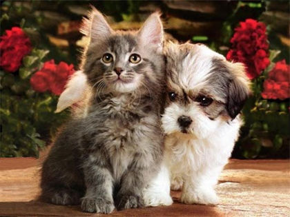 Kittens & Puppies 08_05_ccnan - pisicute si catelusi