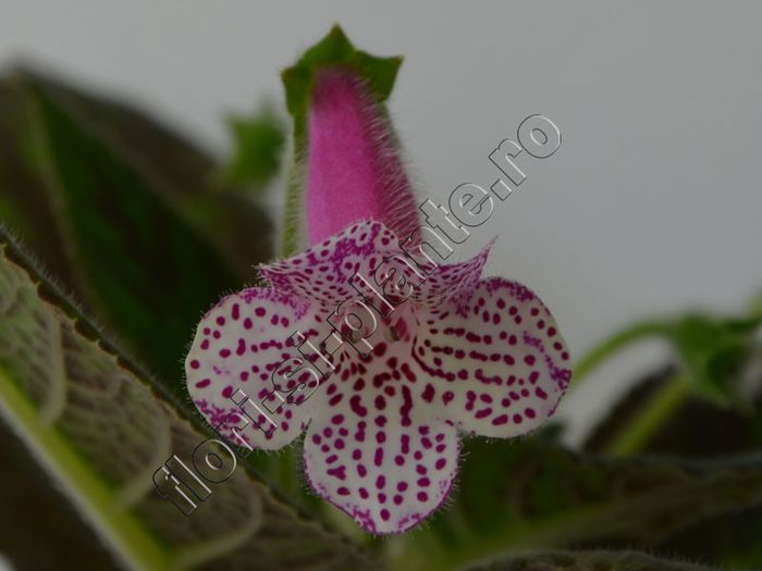 Kohleria Jessica (ni)