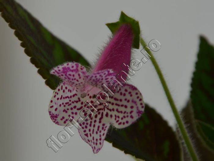 Kohleria Jessica (ni)