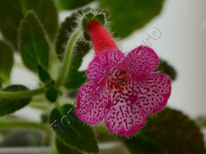 Kohleria Laura
