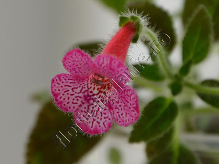 Kohleria Laura