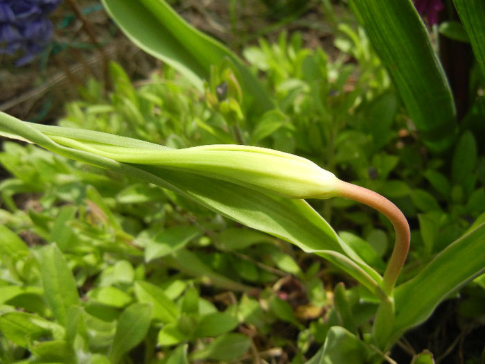 Tulipa Acuminata (2013, April 12)