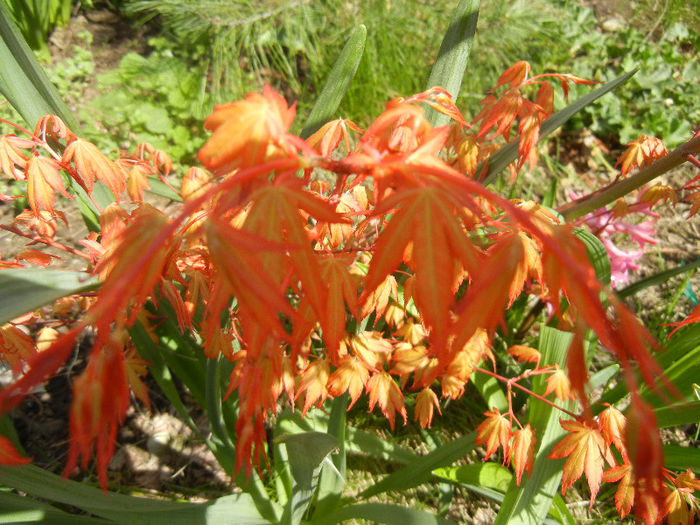 Acer palmatum Katsura (2013, April 11)