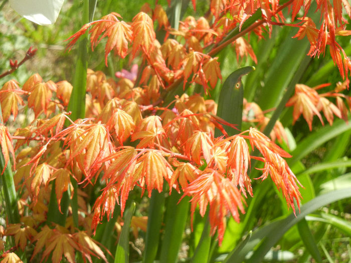 Acer palmatum Katsura (2013, April 11)