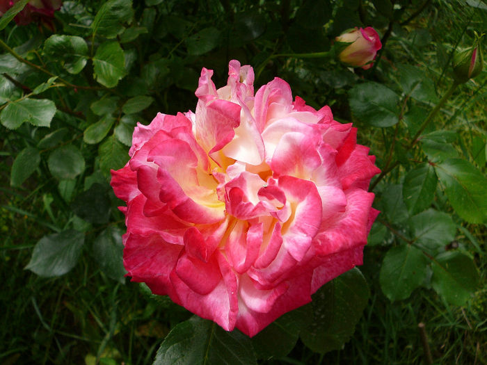 P1110751