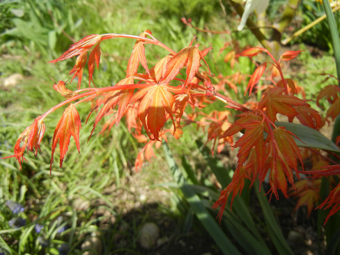 Acer palmatum Katsura (2013, April 11)
