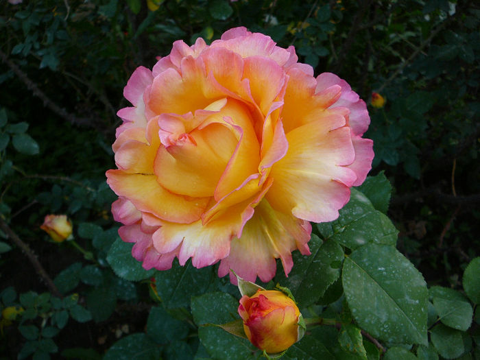 Emeraude d Or - Trandafiri