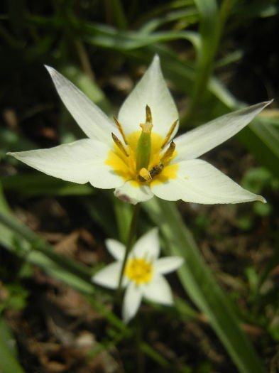 Tulipa Turkestanica (2013, April 12)