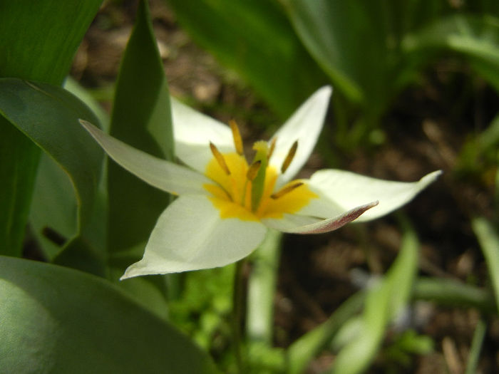 Tulipa Turkestanica (2013, April 12)