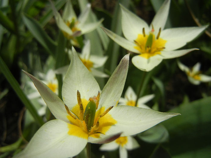 Tulipa Turkestanica (2013, April 12)