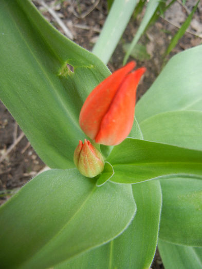 Tulipa Praestans Fusilier (2013, April 07) Tulipa Praestans Fusilier (2013, April 07)