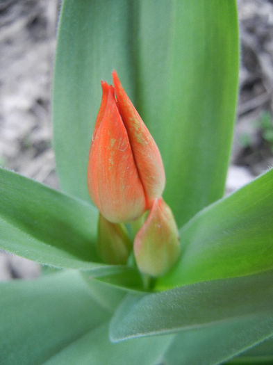 Tulipa Praestans Fusilier (2013, April 07)