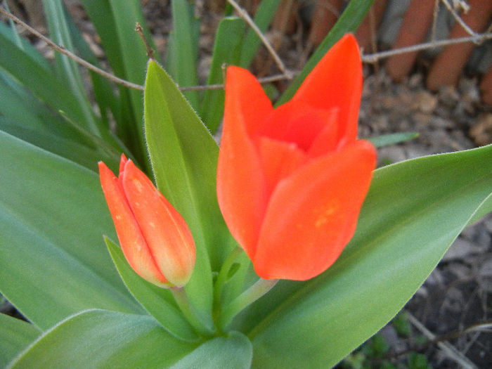 Tulipa Praestans Fusilier (2013, April 11)