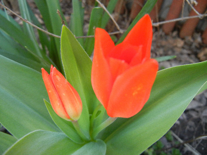 Tulipa Praestans Fusilier (2013, April 11) Tulipa Praestans Fusilier (2013, April 11)