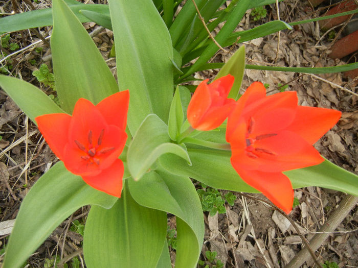 Tulipa Praestans Fusilier (2013, April 12)