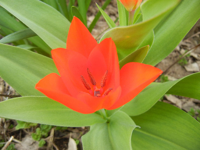 Tulipa Praestans Fusilier (2013, April 12)