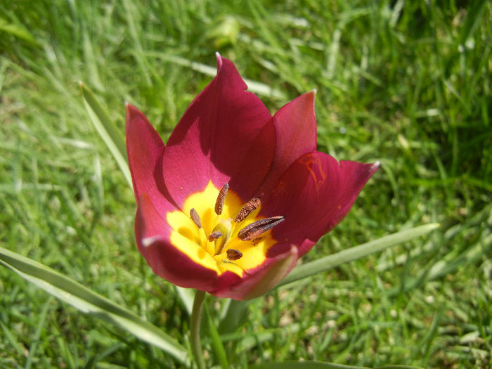 Tulipa Persian Pearl (2013, April 11)