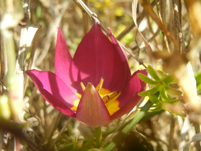 Tulipa Persian Pearl (2013, April 11)