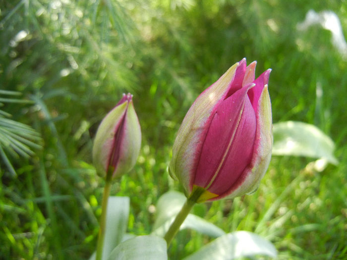 Tulipa Persian Pearl (2013, April 11)